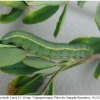 colias hyale larva5 volg4